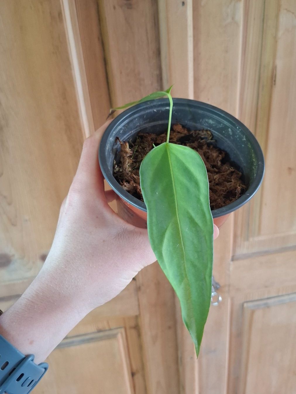 Piante & sementi: Anthurium indo portillae – Usato da Hausen AG venduto da Pflaenzlioase