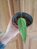 Anthurium indo portillae