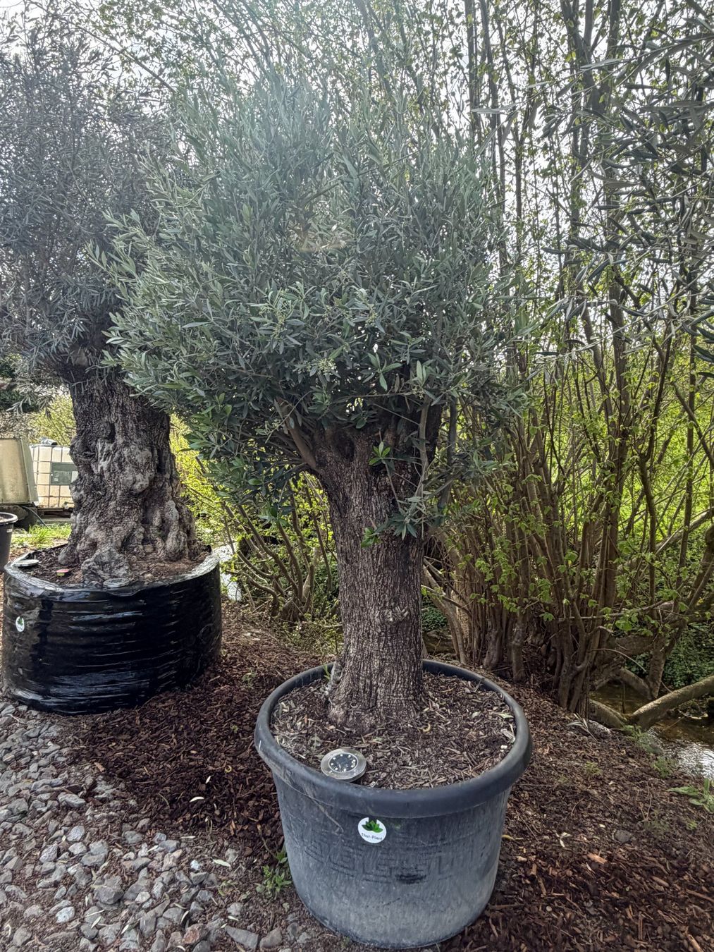 Pflanzen & Samen: Olivenbaum "Olea Europea 21" - Versand möglich – Neu (gemäss Beschreibung) aus Zuckenriet von Thur_Plant 1