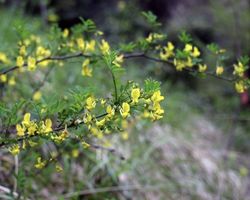Cornetta dondolina 20-30 cm HIPPOCREPIS EMERUS gelb bluhend