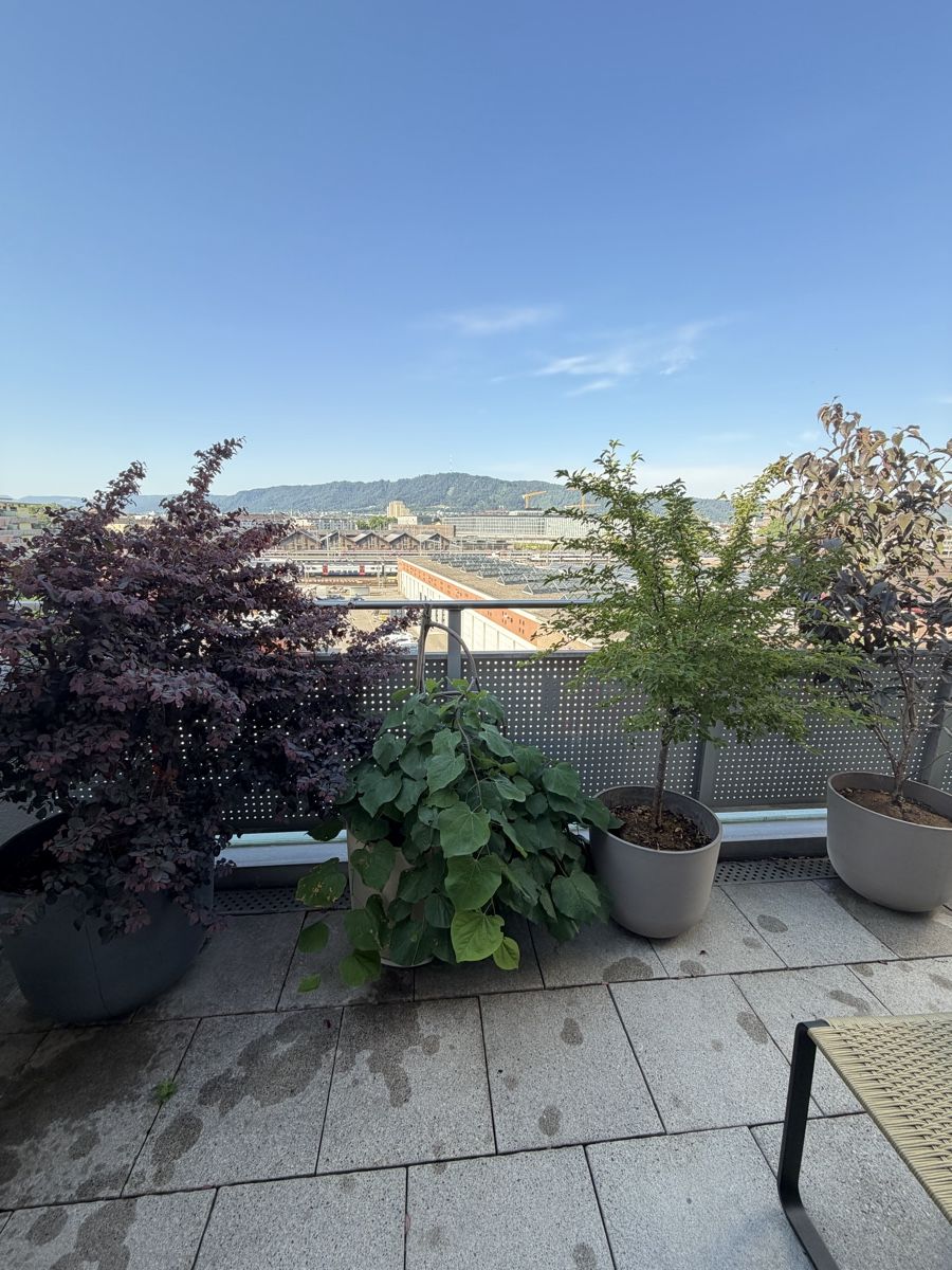 Plantes & graines: Plum tree, cherry tree , maple, lavander – D'occasion à Zürich par sal_rx2q