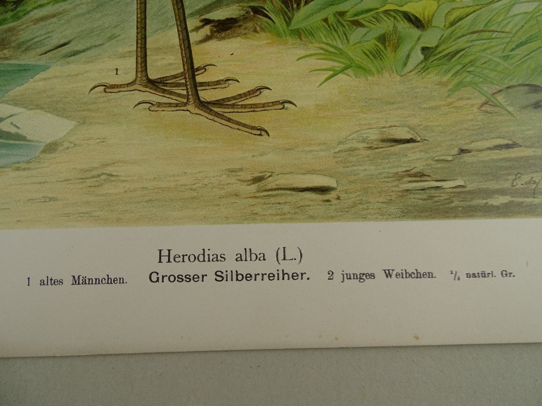 Grafica & Litografie: SILBERREIHER, CHROMOLITHOGRAPHIE UM 1900 – Usato da Grüningen venduto da Kartensammler 5