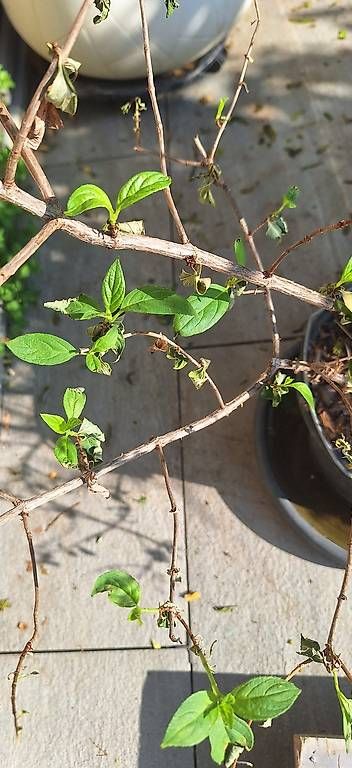 Pflanzen & Samen: Vier Hortensien – Gebraucht aus Madiswil von Oleander2 4