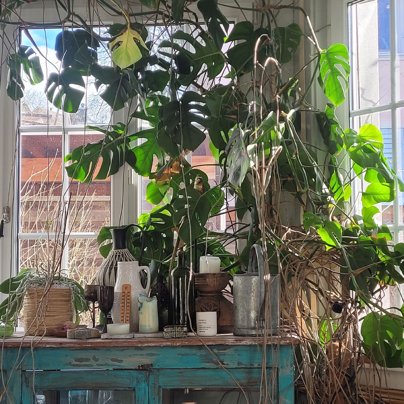 Piante & sementi: Monstera deliciosa – Usato da Schönenwerd venduto da rosamanda 2