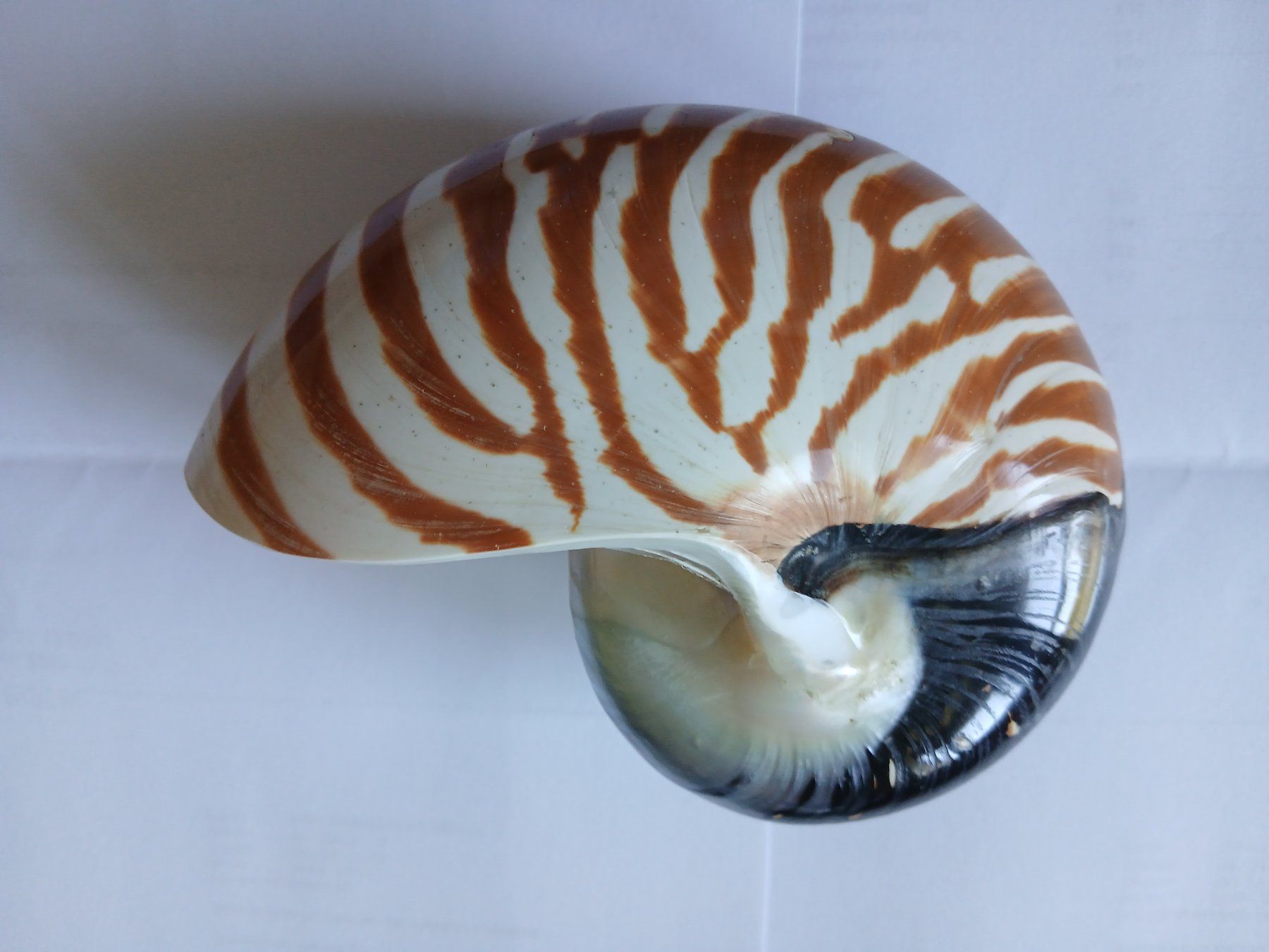 Tutte le decorazioni: Nautilus Muschel – Usato da Zürich venduto da Mephisto87 2