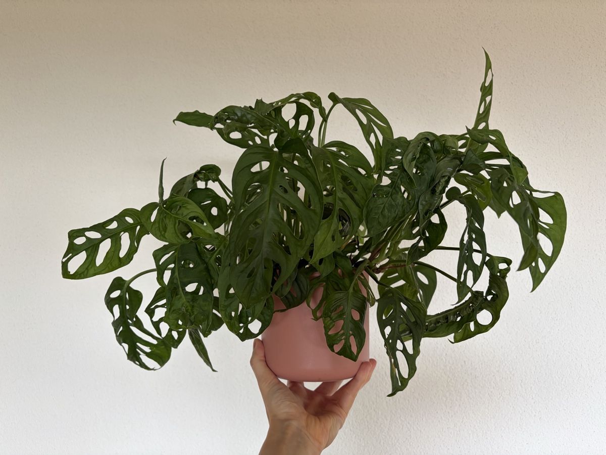 Plantes & graines: Monstera Adansonii  – D'occasion à Baar par annasorbian