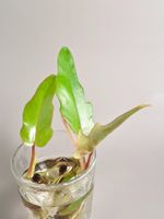 Philodendron mayoi Steckling