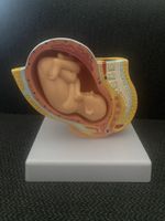 Anatomie Modell: Gebärmutter mit Fötus - Top Zustand!
