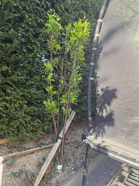 Piante & sementi: Säulenpflaume Liane; Säulenobst-Baum – Usato da Berg TG venduto da dar_9rc5 1