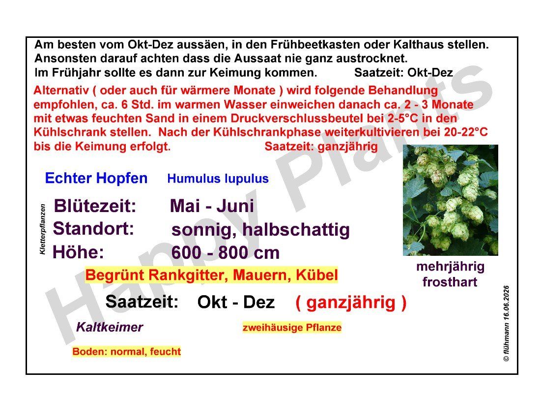 Piante & sementi: Hopfen - Humulus lupulus - 50 Samen – Nuovo e nell'imballaggio originale da Sumiswald venduto da Cham14559 4