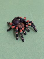Schleich Spinne