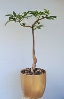 Chorisia speciosa bonsai