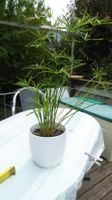 Pflanze  Zypern Papirus mit schönem Blumentopf(gewachsen)