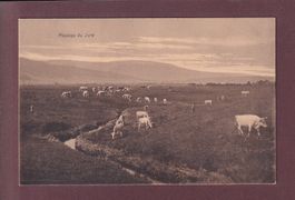 Paysage du JURA - Vaches - 1915