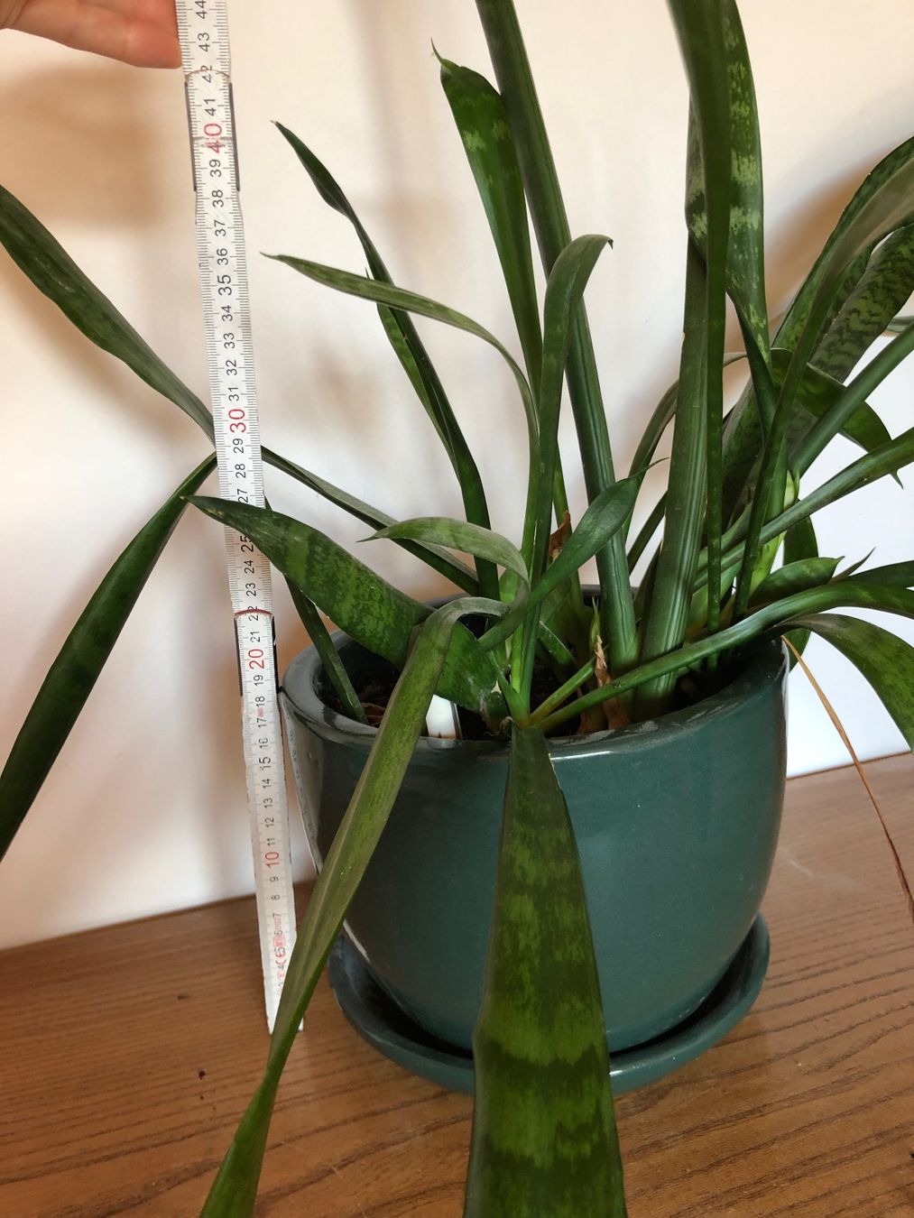 Pflanzen & Samen: Bogenhanf, inkl. Blumentopf – Gebraucht aus Sirnach von Lenes 2