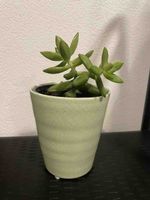 Succulent in Decorative Pot