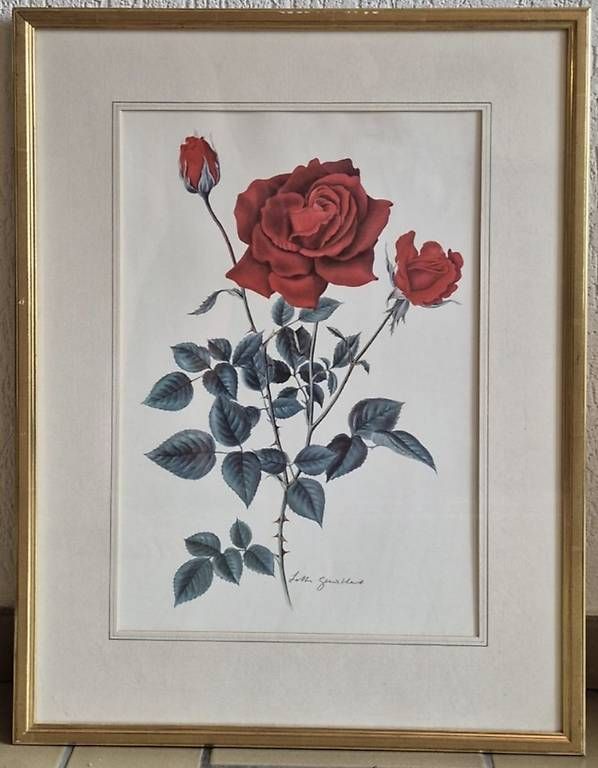 Dipinti: Kunstbild: Rose – Usato da Wetzikon ZH venduto da mat_z2k6