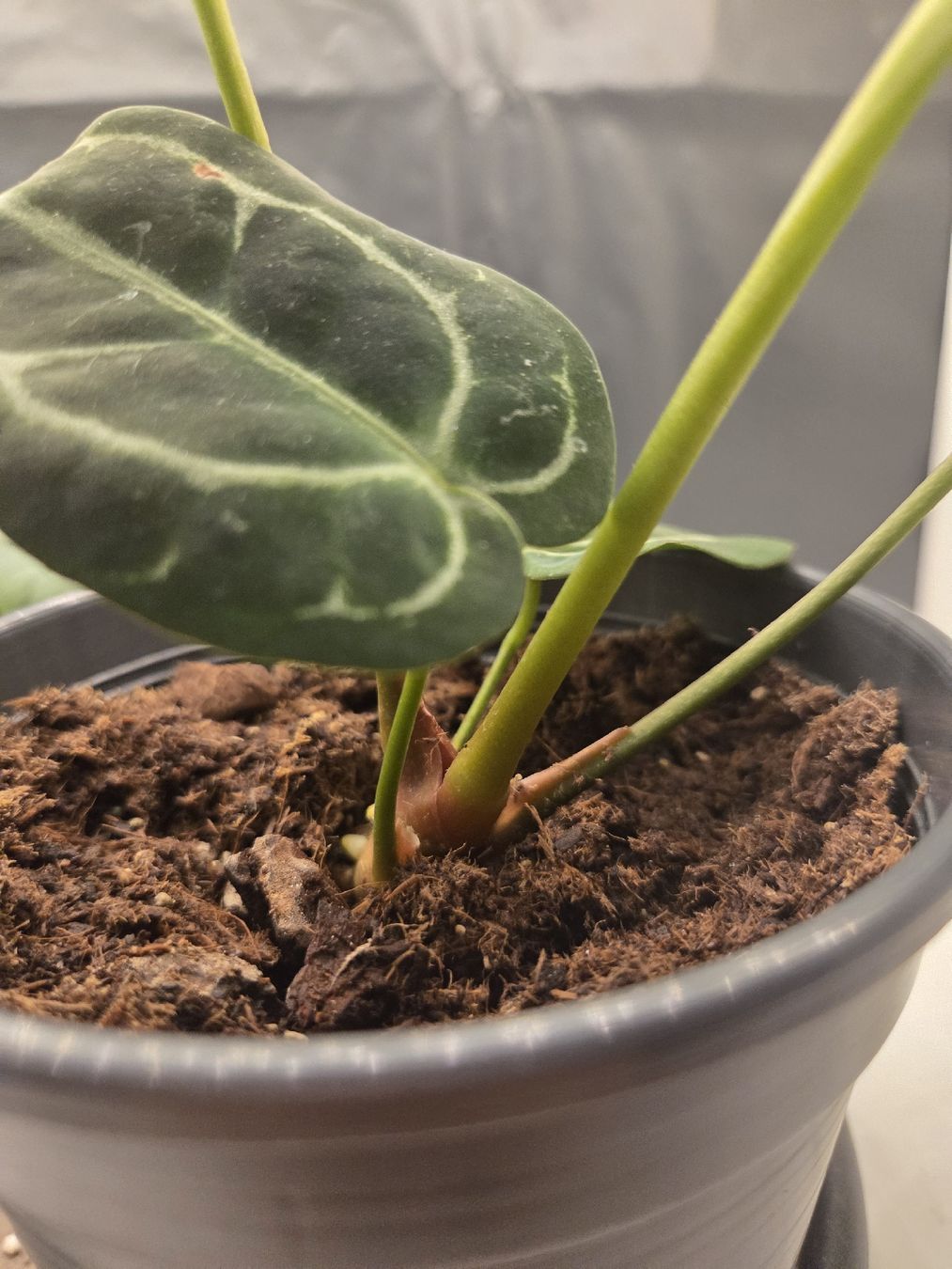 Pflanzen & Samen: Anthurium magnificum  – Neu (gemäss Beschreibung) aus Roggwil BE von pau_wyh8 2