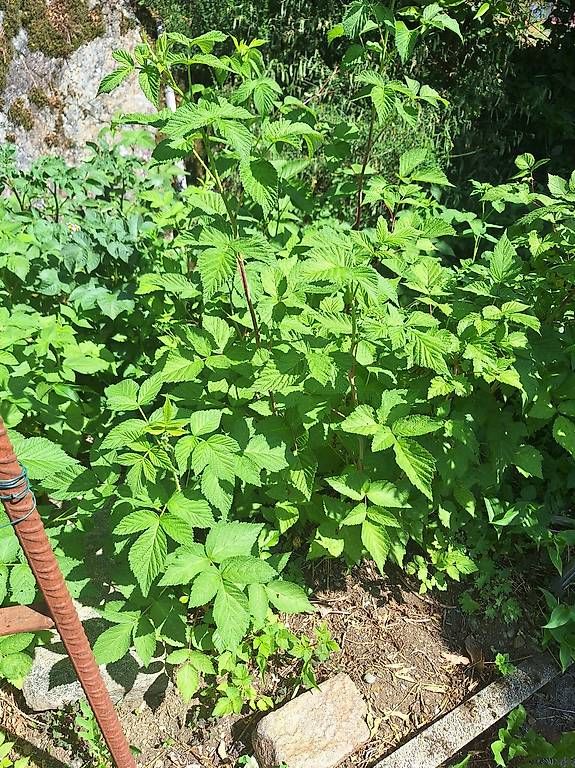 Lampade: Piantine di lamponi – Usato da Sonvico venduto da smokey