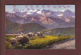 RIGI-KULM - Berner-Hochalpen - Schafherde - 1918