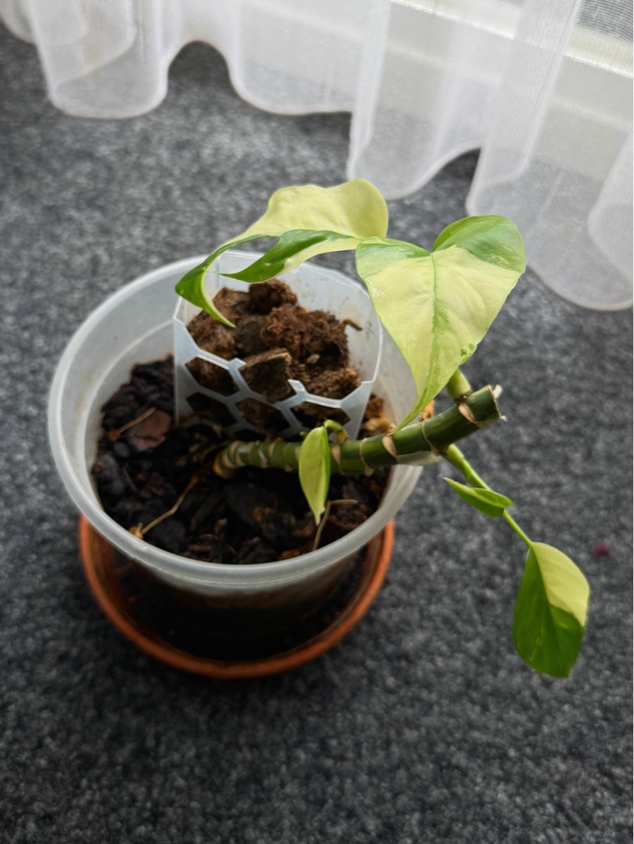 Plantes & graines: Rhaphidophora Tetrasperma Variegated (base) – Neuf (Voir description) à Bern par Lucas_Ma