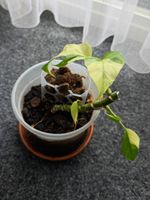 Rhaphidophora Tetrasperma Variegated (base)