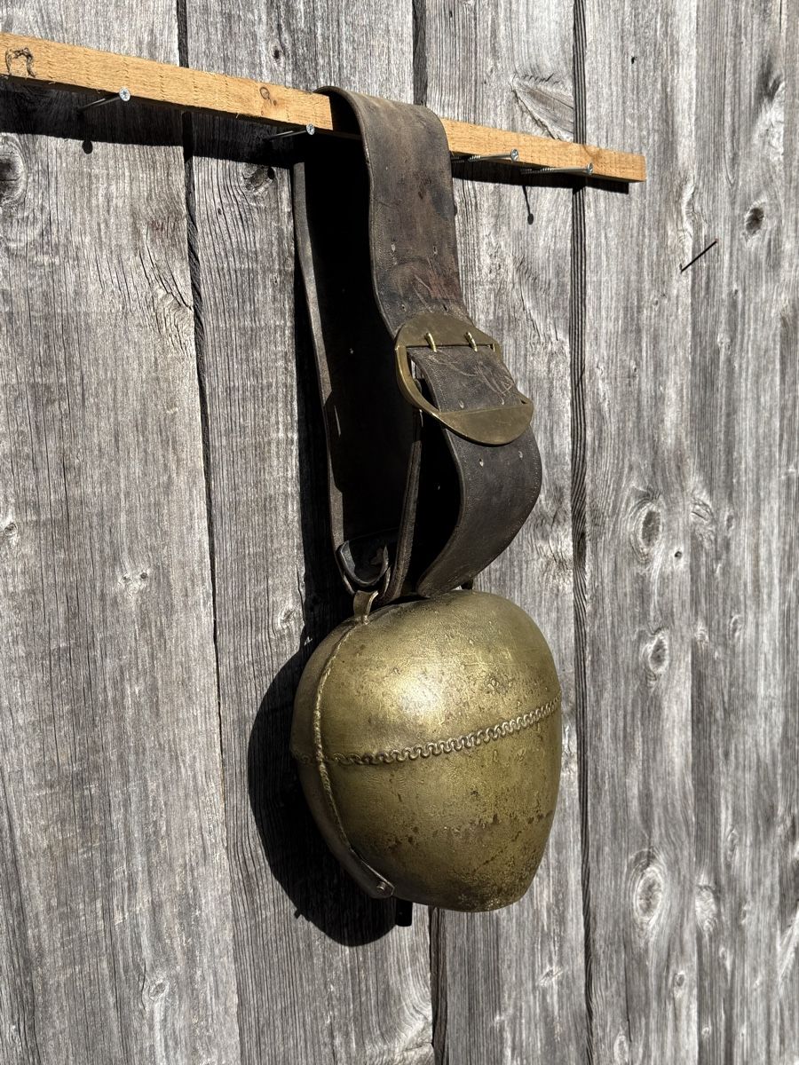 Campanacci mucche: Schöne grosse Glocke, guter Klang – Usato da Sargans venduto da fox7320 1