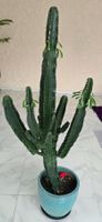 Grosser Kaktus Euphorbia eritrea mit Topf