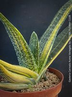 Gasteria Carinata Aurea Variegata - goldgelb panaschiert