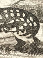 💚 HISTORISCHER KUPFERSTICH PACAS de Conisgny 💚 1769