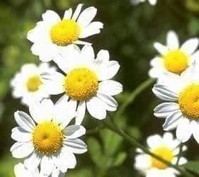 Piante & sementi: Camomille officinale +200g – Nuovo (secondo la descrizione) da Bremblens venduto da FIBONACCI369