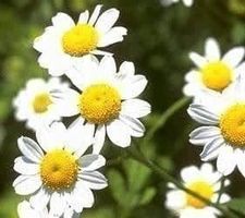 Camomille officinale +200g