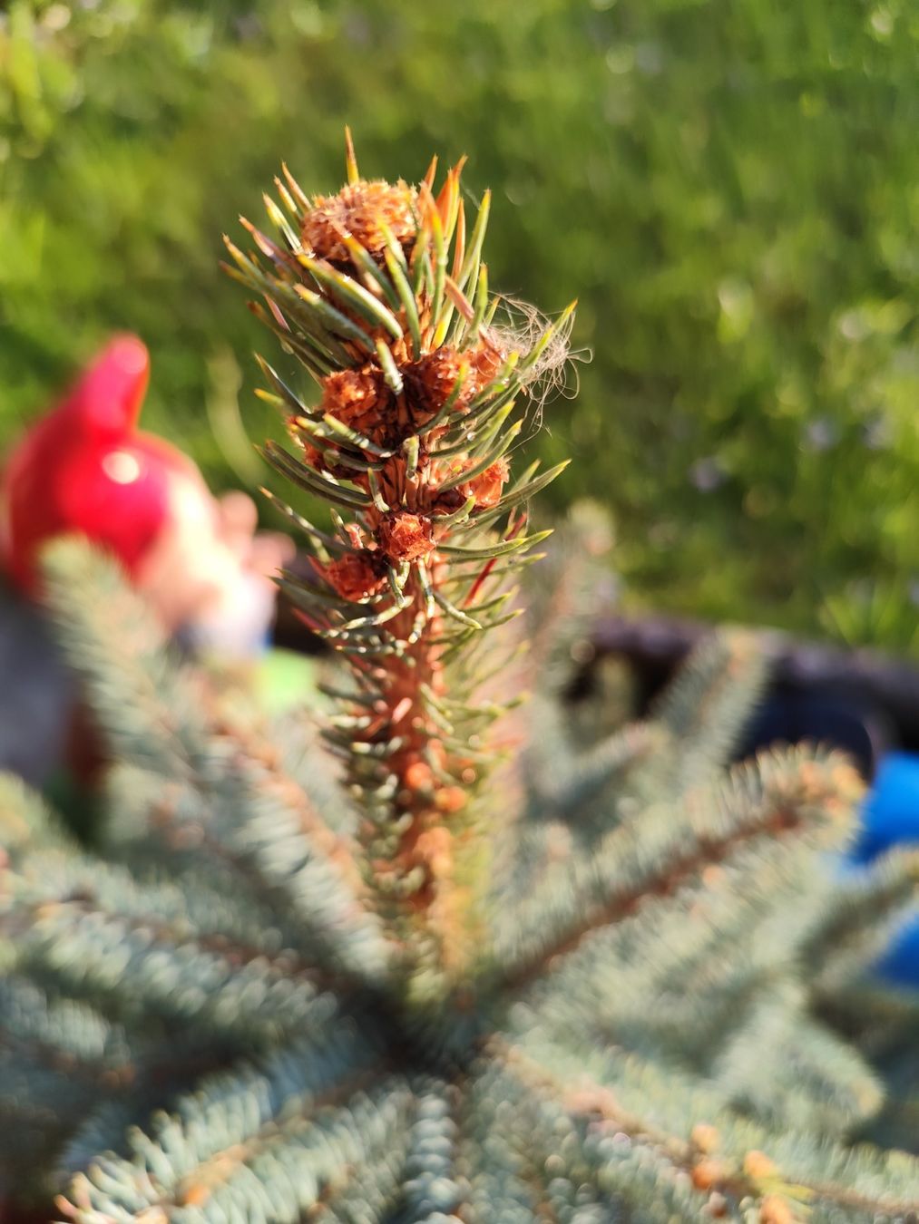 Piante & sementi: Picea pungens – Nuovo (secondo la descrizione) da Grossdietwil venduto da bie_2bn5 5