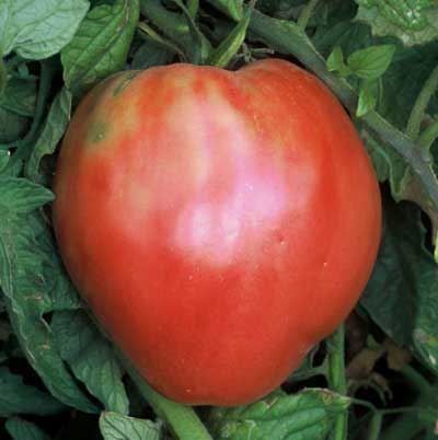 Piante & sementi: Tomate hungarian heart  10g – Nuovo (secondo la descrizione) da Bremblens venduto da FIBONACCI369 2