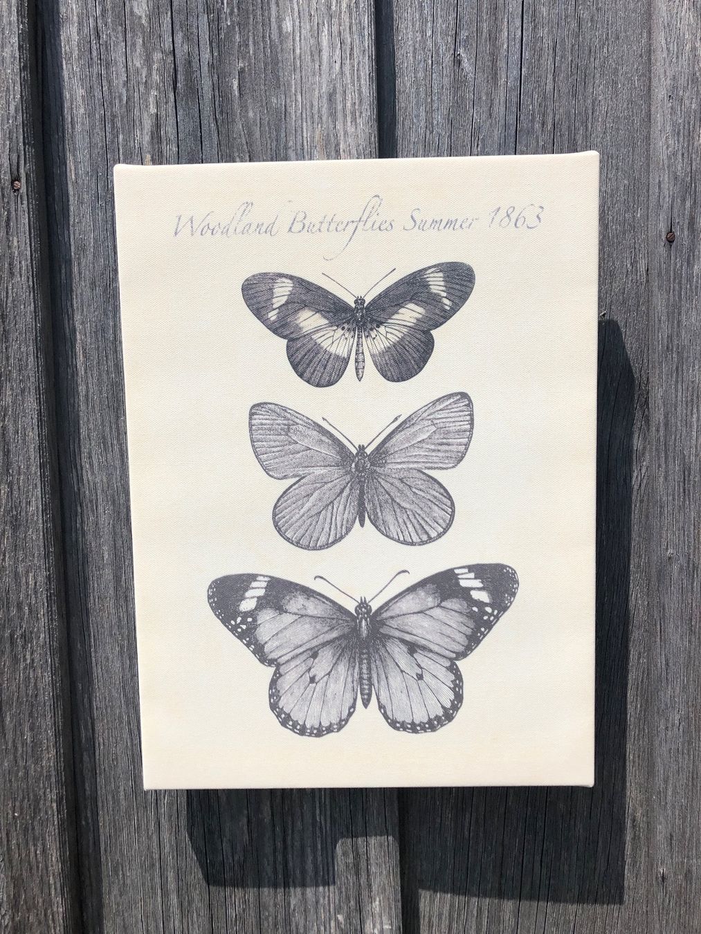 Foto & Immagini: Leinwand Bild Schmetterling – Usato da Nassen venduto da run_7jjy