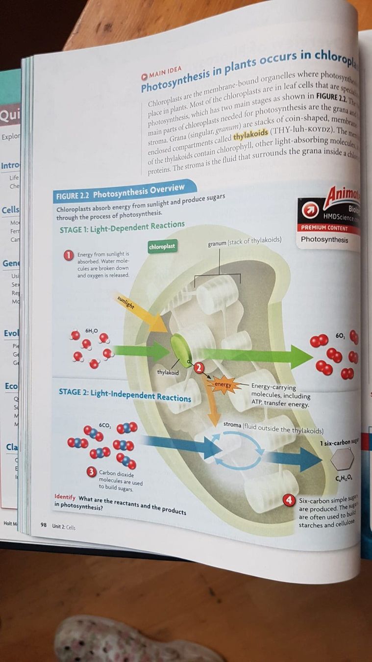 Libri: Biology - Holt Mc Dougal Stephen Nowicki – Usato da Spiegel b. Bern venduto da ale_x59l 4
