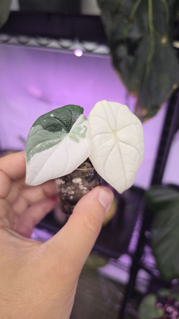 Piante & sementi: Alocasia Melo albo variegata  – Nuovo (secondo la descrizione) da Märstetten venduto da PatGomes