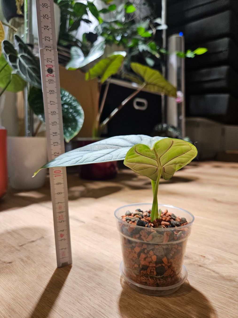 Piante & sementi: Alocasia Silver Dragon (small) – Usato da Buttikon SZ venduto da Jagoda87