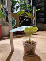Alocasia Silver Dragon (small)