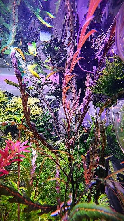 Tutte le macchine: 21. Hygrophila pinnatifida – Usato da Schwyz venduto da zpm3atlantis 3