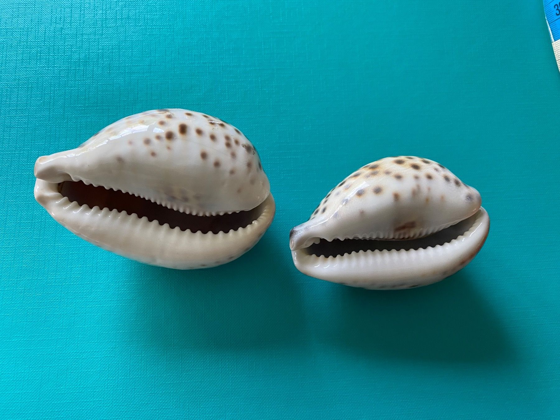 Minerali & Pietre curative: 2 schöne Kauri Muscheln – Nuovo (secondo la descrizione) da Gerlikon venduto da jabadabadu 2