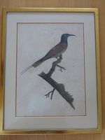Originaler Vogelstich um 1810 Jacques Barraband (Levaillant)