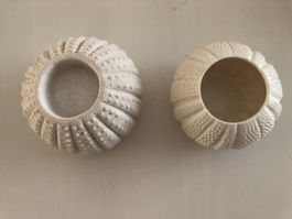 2er Set Seeigel-Gehäuse, Teelichthalter, Deko, neuwertig
