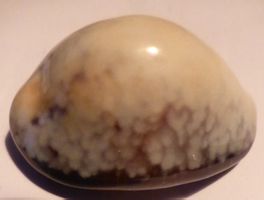 SELTENE CYPRAEA CAPUTSERPENTIS,MUSCHEL-SPEZIELLE WEISSE FORM