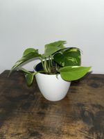 Epipremnum aureum / Goldranke (Efeutute) – selbst gezüchtet