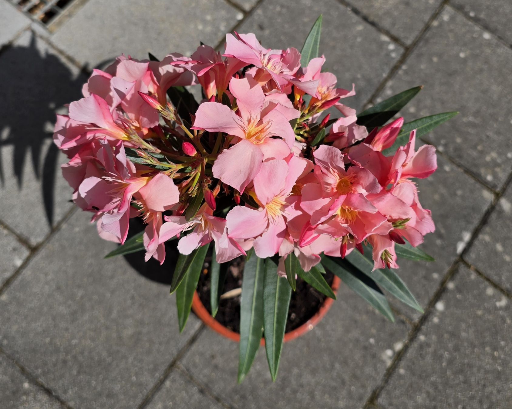 Pflanzen & Samen: Oleander rosa  blühend  – Gebraucht aus Aarburg von popkorn65 1