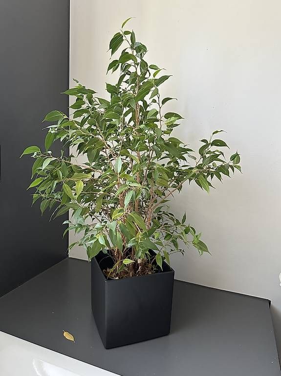 Plantes & graines: Ficus Bäumchen – D'occasion à Rudolfstetten par Psputnik