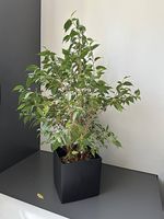 Ficus Bäumchen
