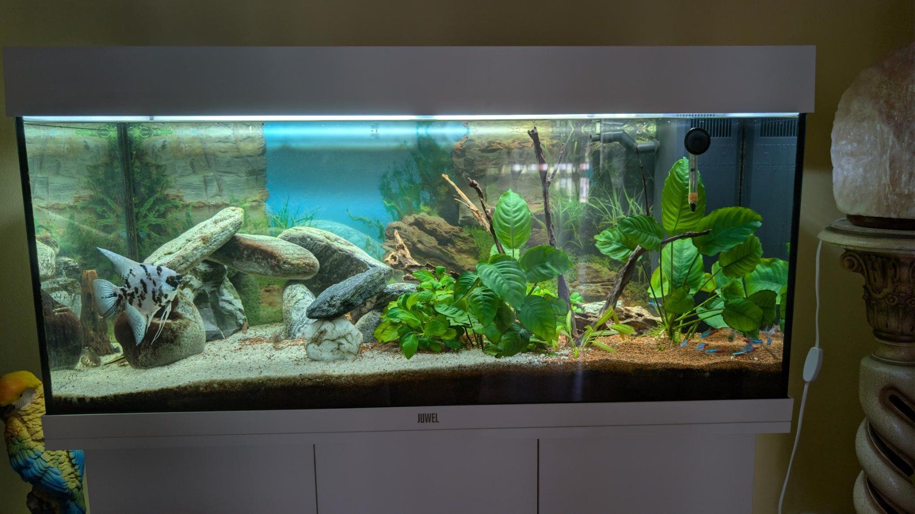 Aquarium: Acquario 160 litri completo – Gebraucht aus Viganello von enz_rds7 1
