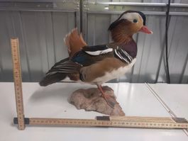 Präparierte Mandarinente auf Wurzel - Top Zustand!